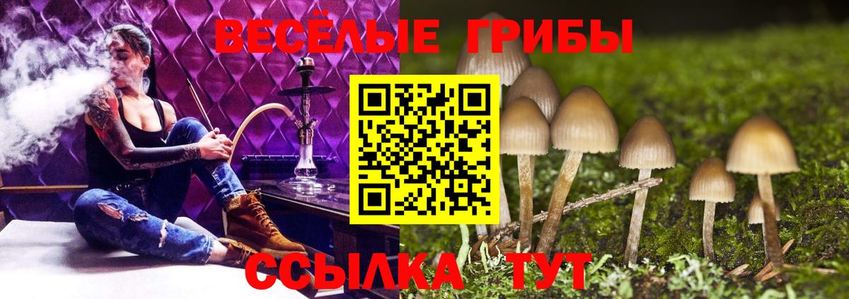 Галлюциногенные грибы Psilocybine cubensis Лесозаводск